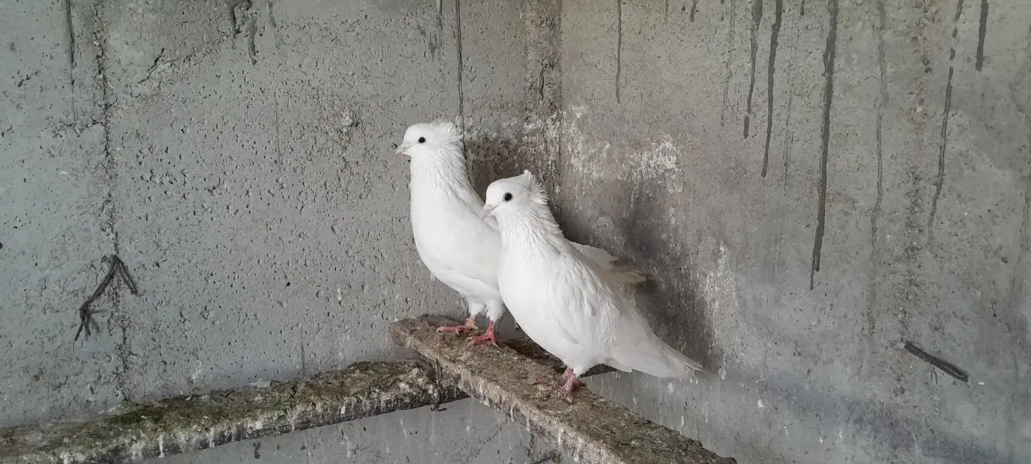 کبوترپرشی|پرنده|گمیشان, |دیوار