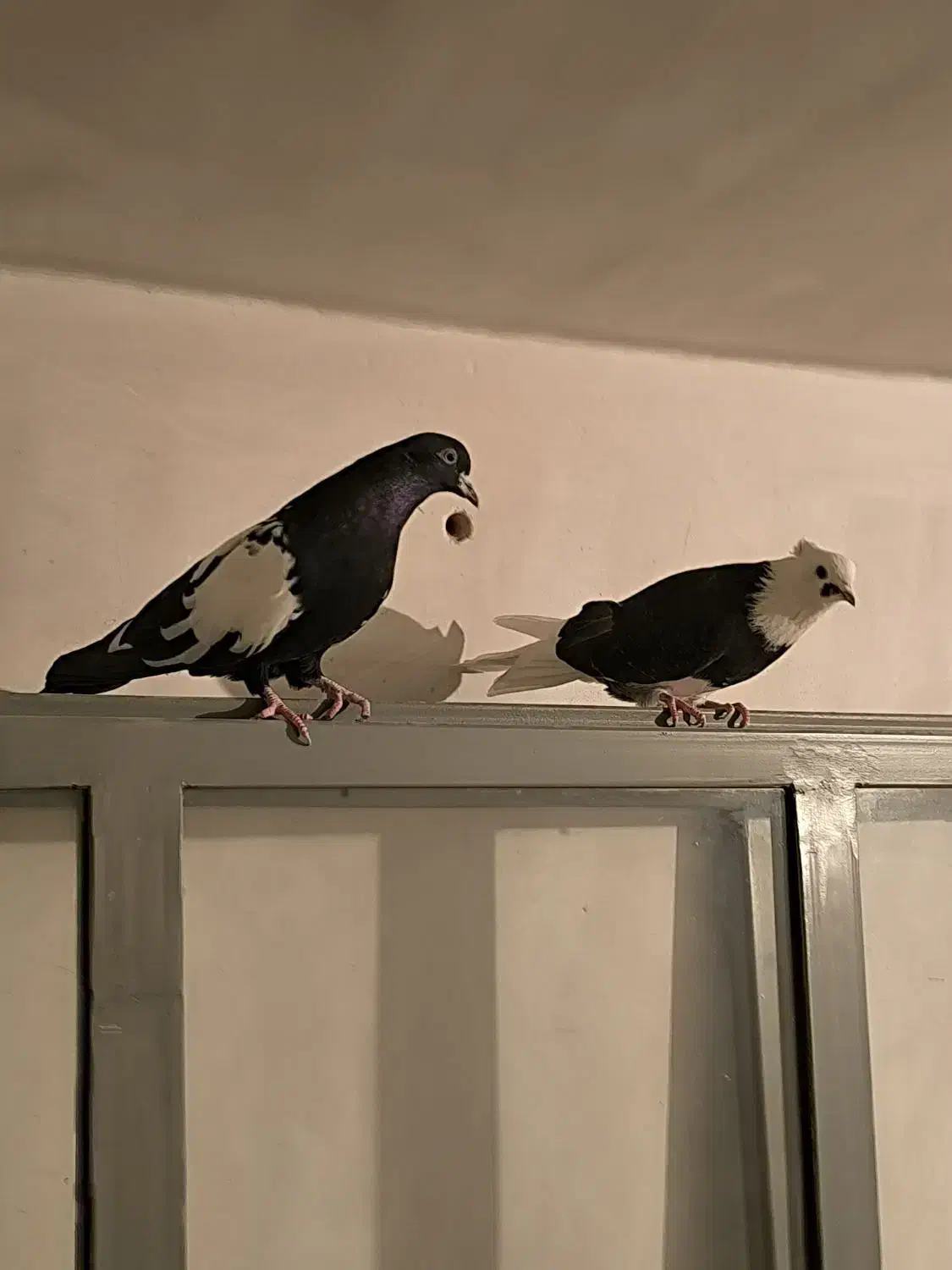 کبوتر|پرنده|تبریز, |دیوار