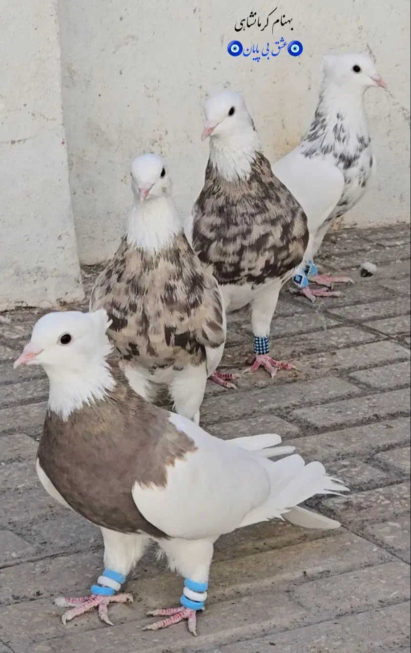 4عدد طوقی|پرنده|تهران, دانشگاه شریف|دیوار