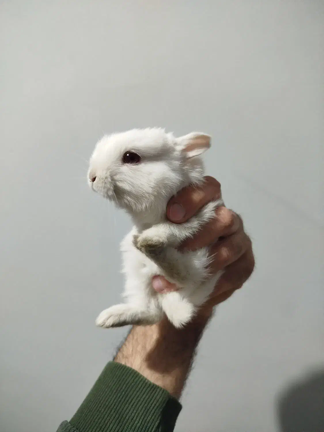 بچه خرگوش|موش و خرگوش|مریوان, |دیوار