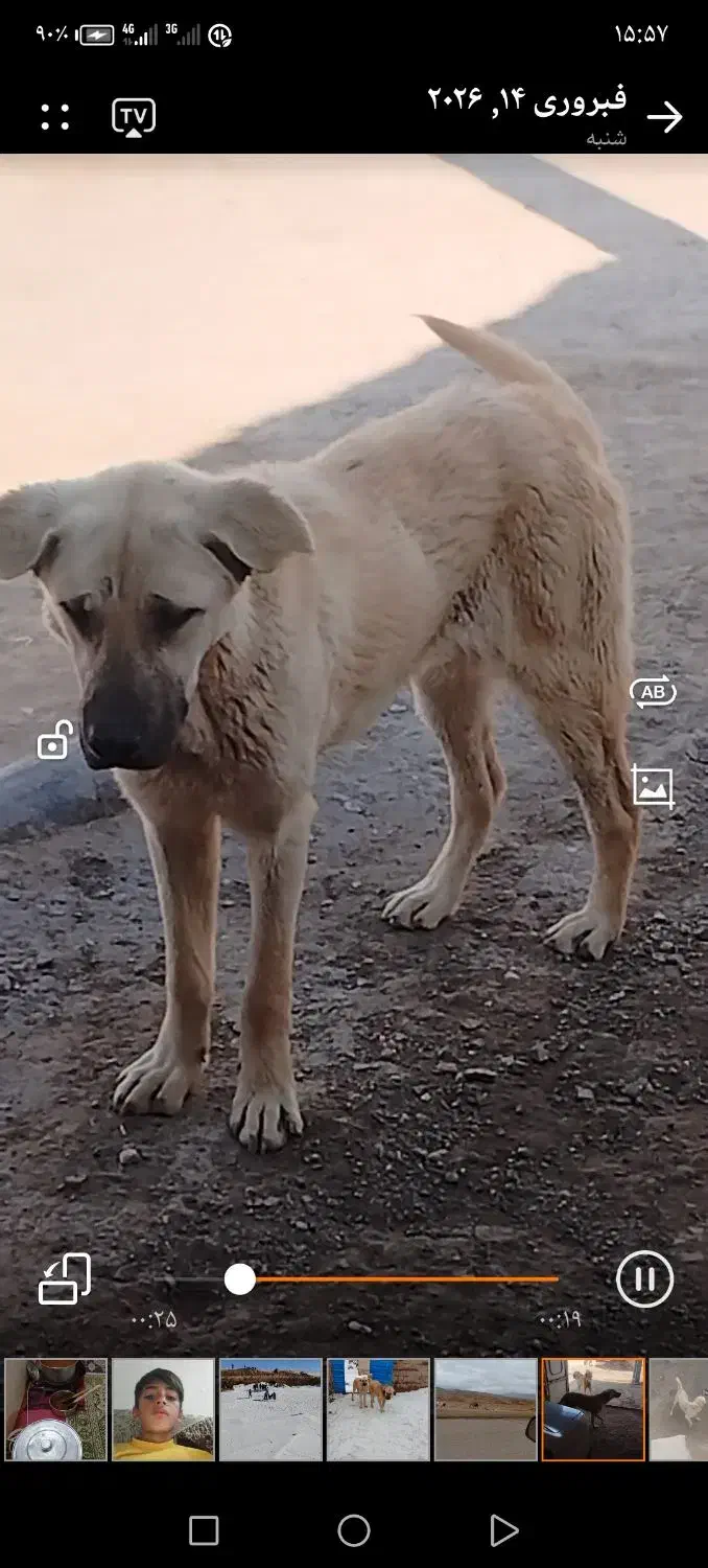 زنجان دندی|سگ|ماهنشان, |دیوار