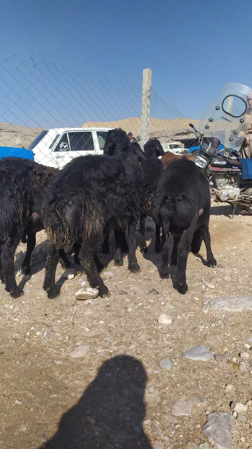 5عدد بره قوچ انتیک نمونه قره قزل|حیوانات مزرعه|شاهین دژ, |دیوار