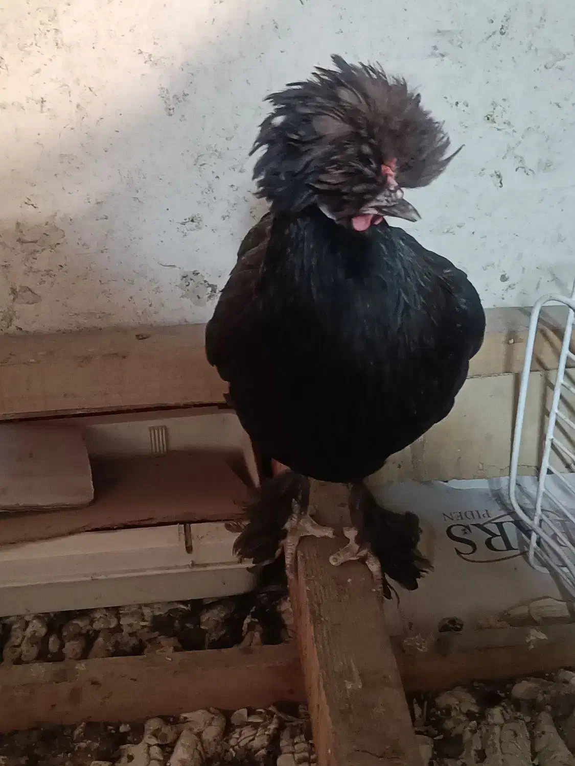 مرغ|حیوانات مزرعه|رشت, جماران|دیوار