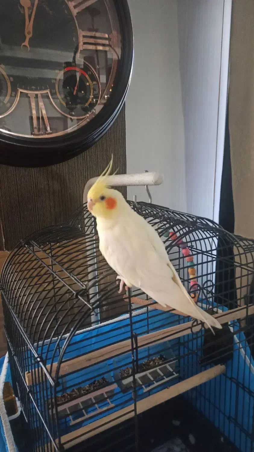 فروش عروس هلندی با قفس|پرنده|اصفهان, کوی شهید کشوری|دیوار