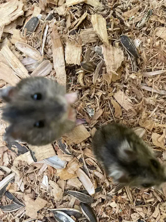 همستر کمپل|موش و خرگوش|تهران, نیروی هوایی (پیروزی)|دیوار