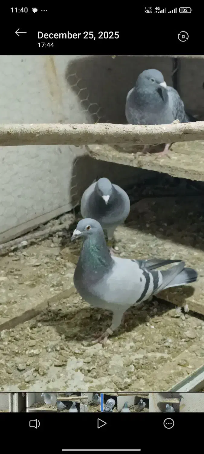 دبرگاچب|پرنده|اردبیل, |دیوار