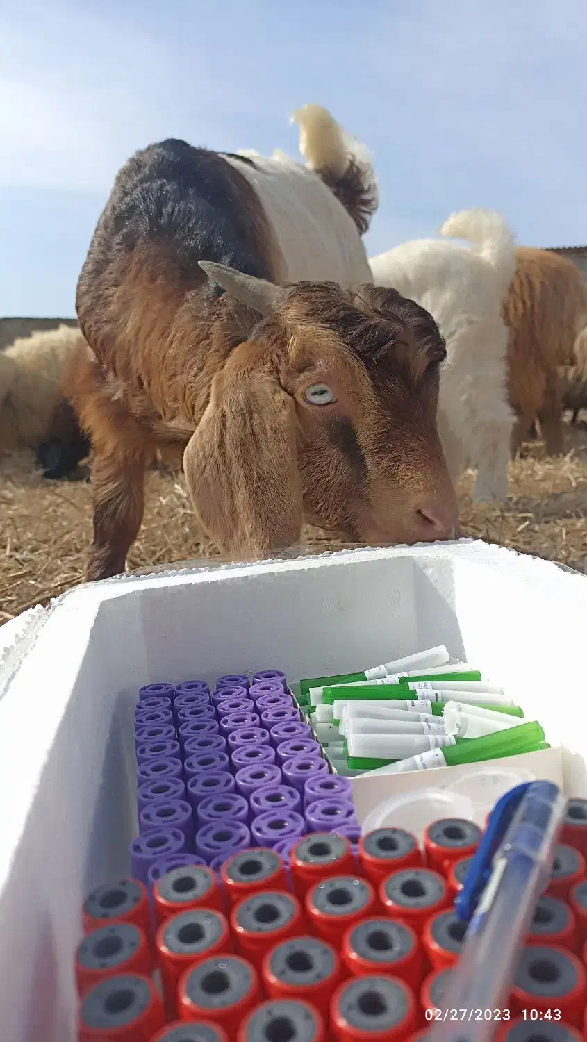 ونوجکت، سرسوزن و تجهیزات خونگیری و آزمایشگاهی|حیوانات مزرعه|پارس‌آباد, |دیوار