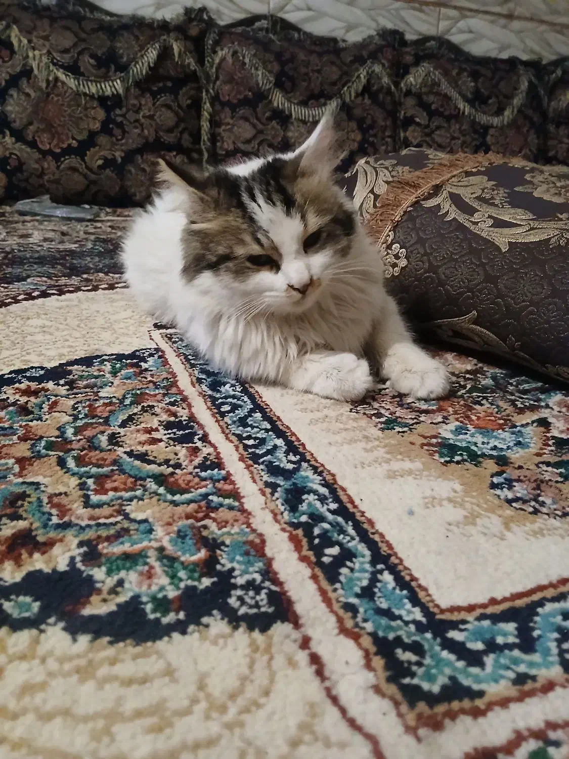 قیمت 8میلیون  تمان|گربه|کهنوج, |دیوار