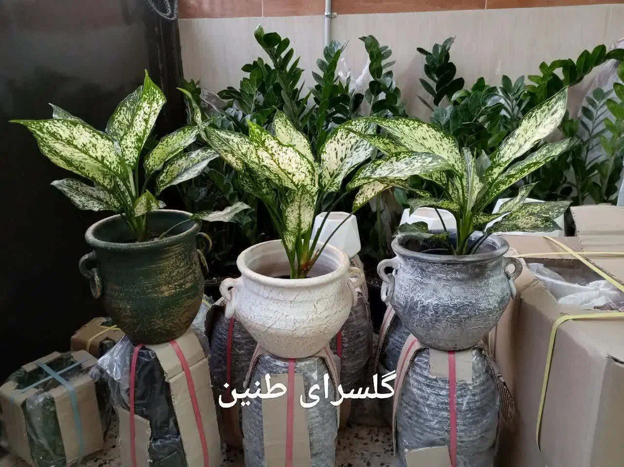 گل دیفن باخیا بهترین هدیه روز مادر|گل و گیاه طبیعی|مشهد, تلگرد|دیوار