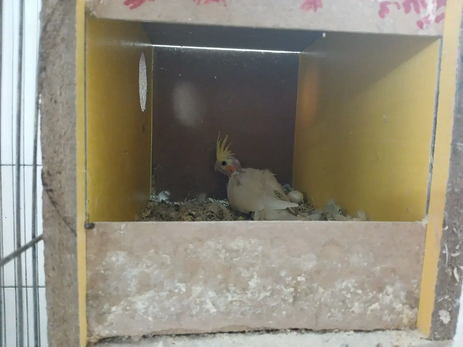 مرغ عروس لوتینو|پرنده|آران و بیدگل, |دیوار