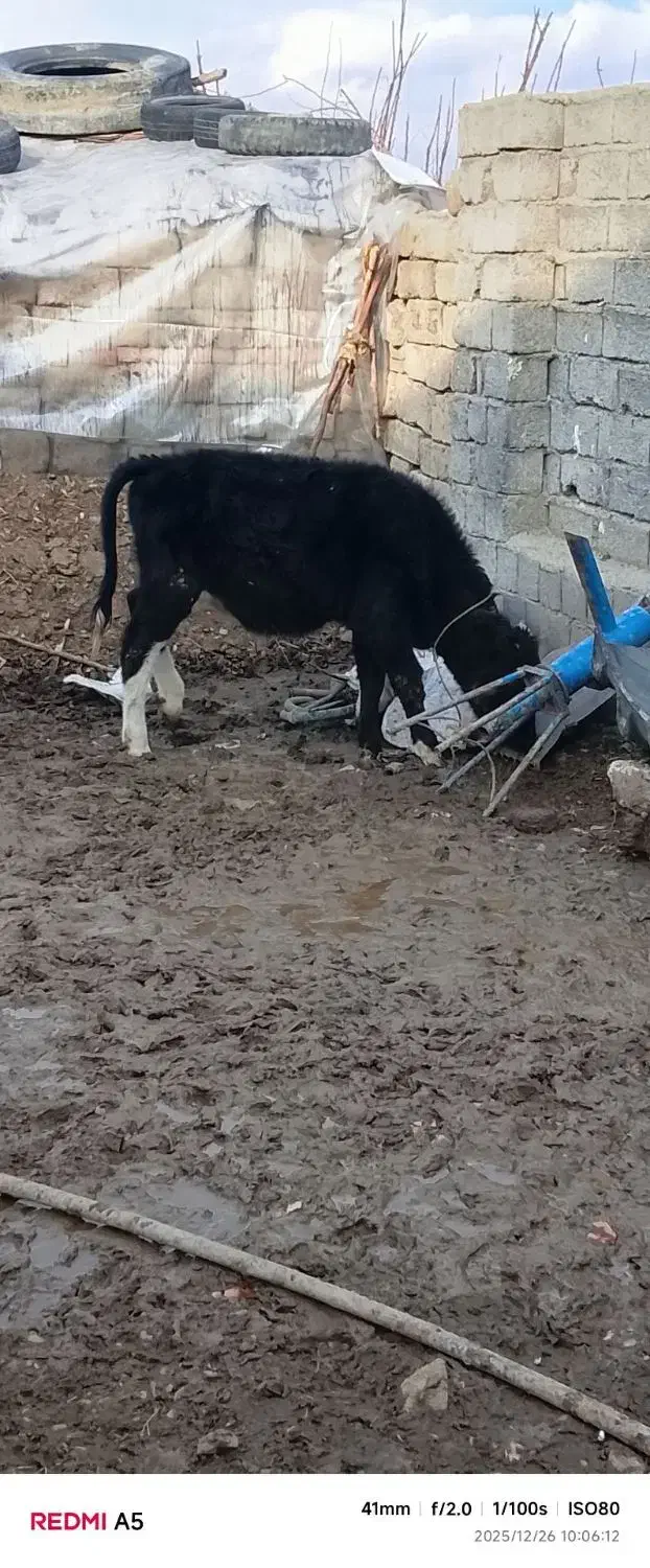 گاو نر|حیوانات مزرعه|محمدبار, |دیوار