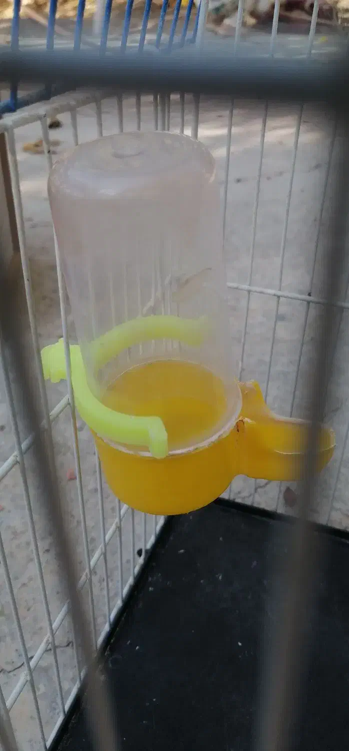 فقس و تمامی لوازم نگه داری طوطی سانان|لوازم جانبی حیوانات|فردوس (خراسان), |دیوار