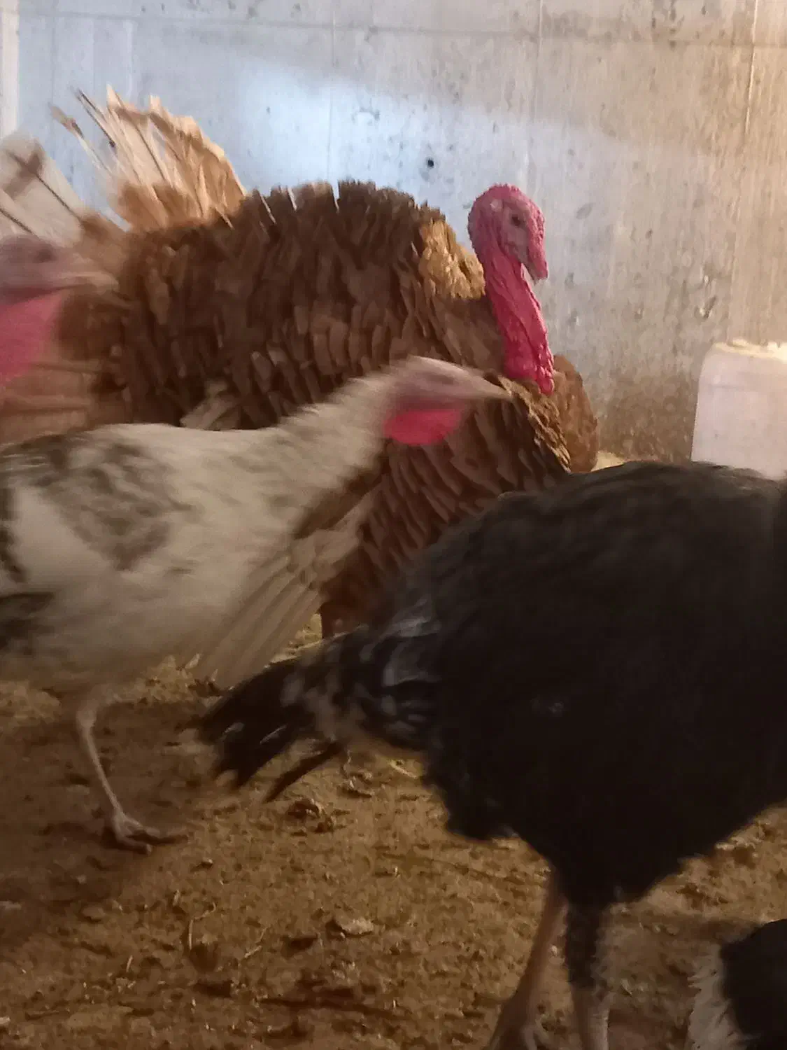 بوقلمون محلی اصل|حیوانات مزرعه|شیراز, حجت آباد|دیوار