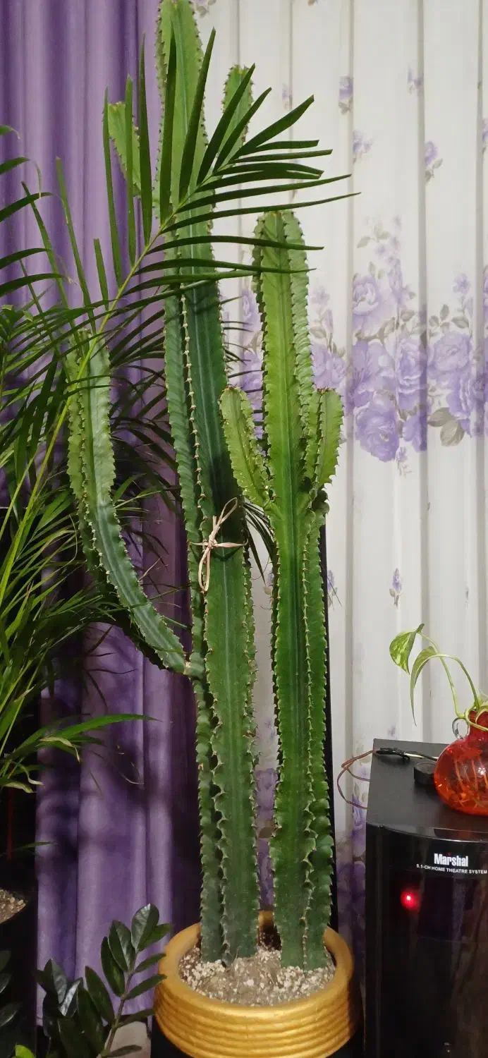 گیاه آپارتمانی افوربیا|گل و گیاه طبیعی|محمدشهر, محمدشهر|دیوار