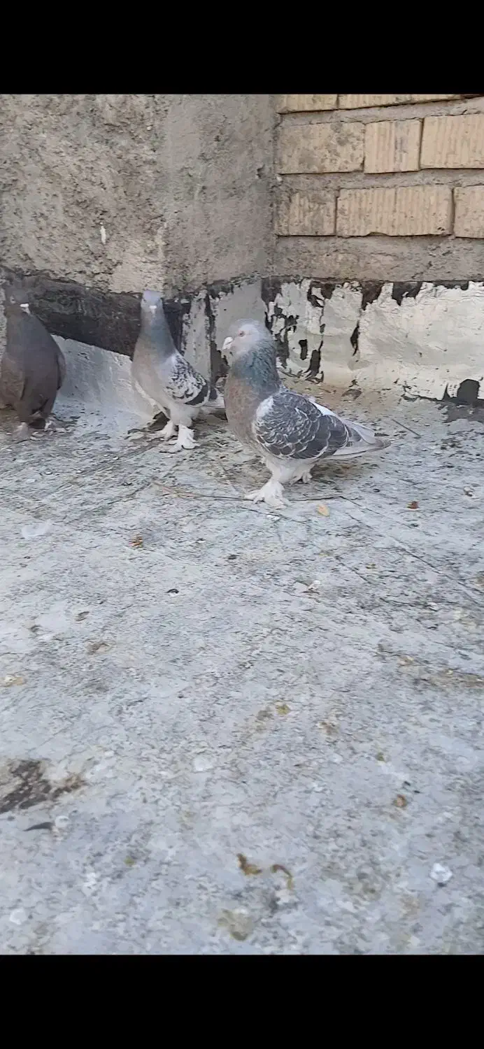 بهبونی گوک|پرنده|زرقان, |دیوار