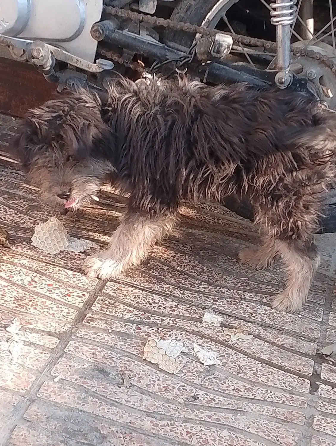 سگ اشپیز|سگ|شیراز, ده پیاله|دیوار