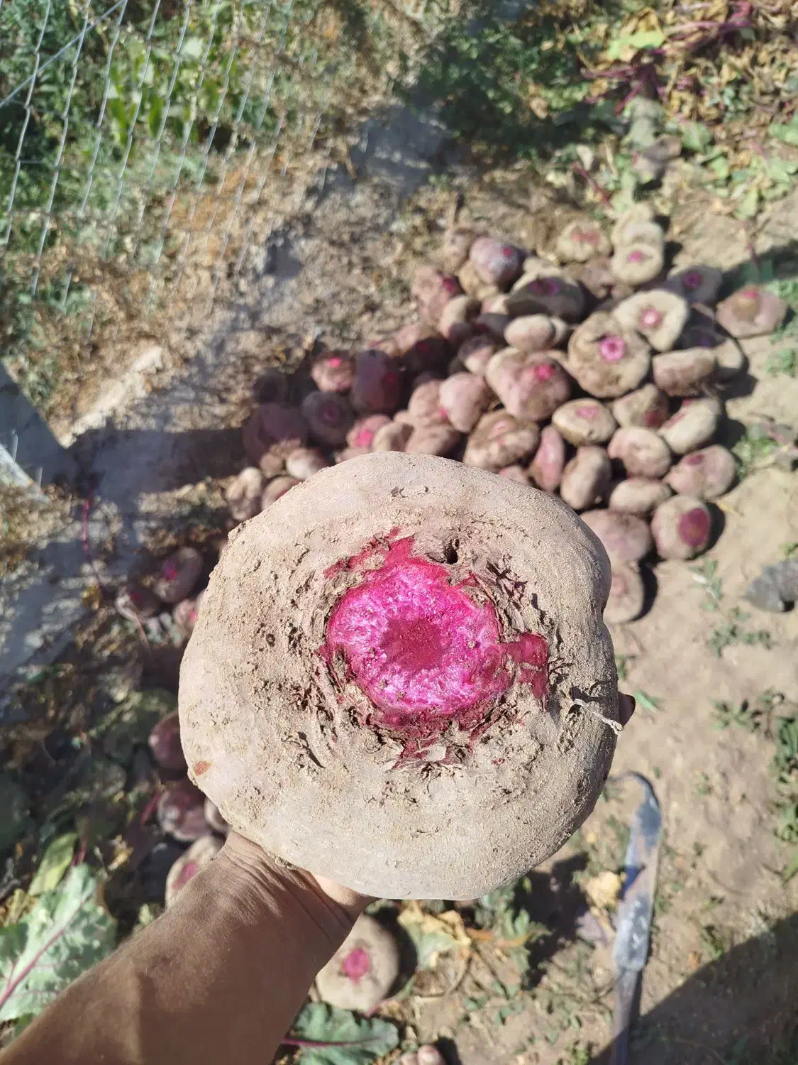 چغندر لبو|خوردنی و آشامیدنی|تاکستان, |دیوار