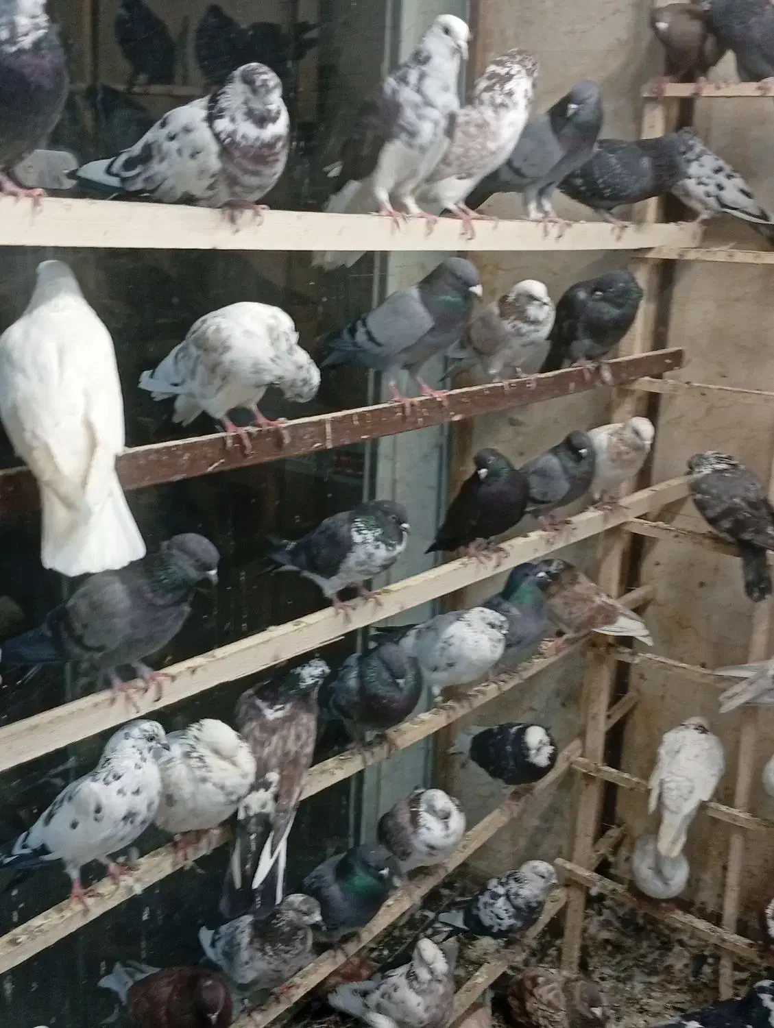 کبوتر پرشی عروس هلندی|پرنده|محمدشهر, محمدشهر|دیوار