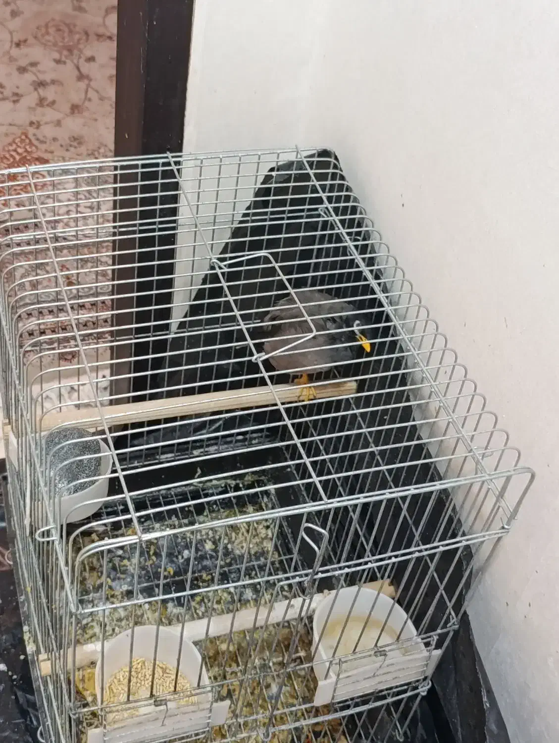 مرغ مینا سخنگو|پرنده|شیراز, سلطان آباد|دیوار