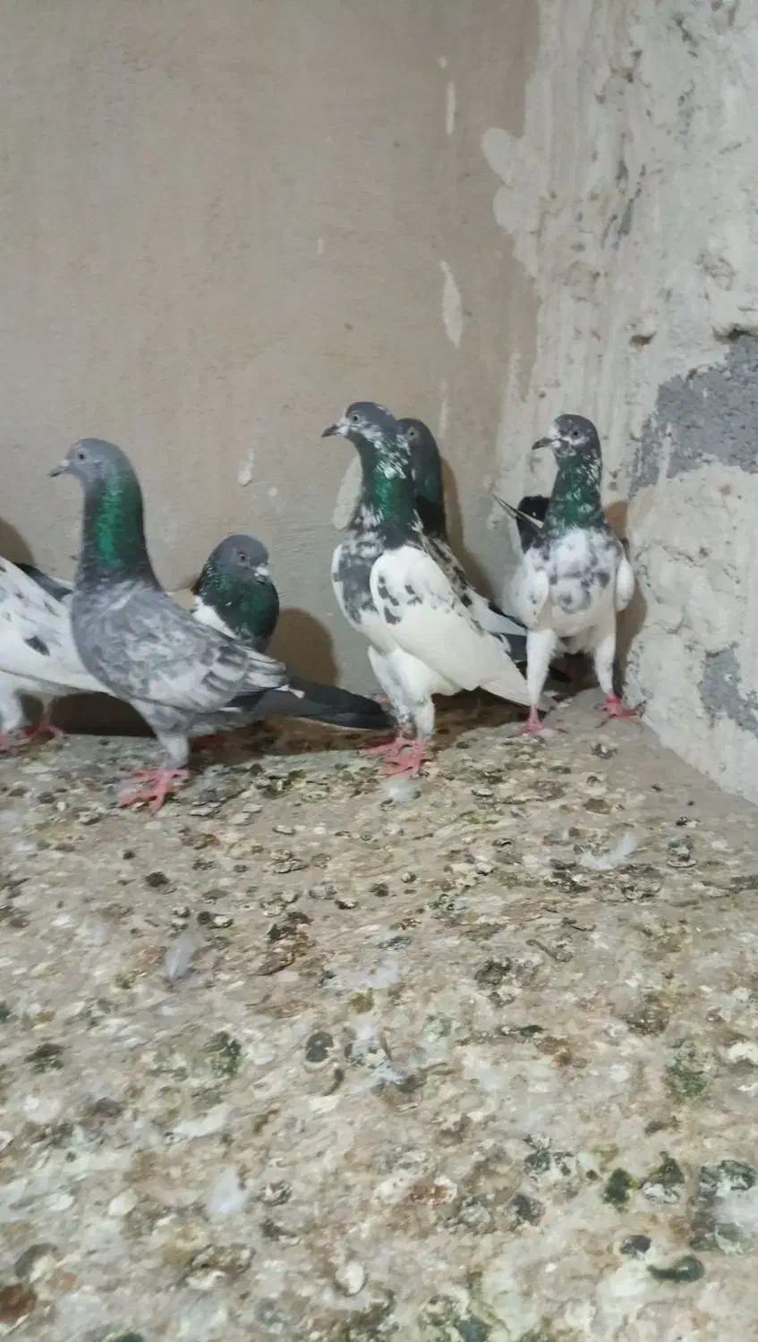 کبوتر پاکستانی تیدی|پرنده|رضوانشهر, |دیوار