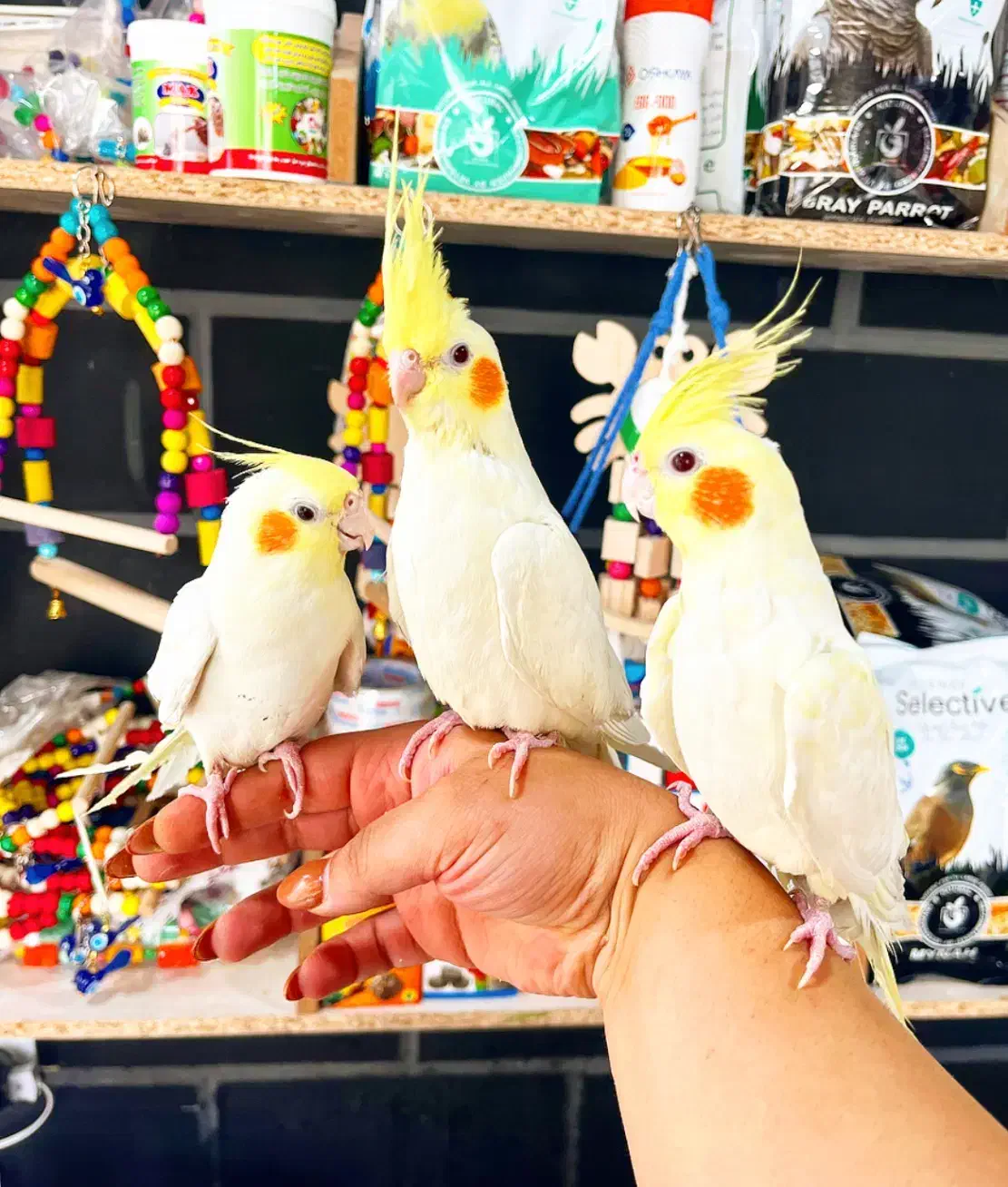 فروشگاه طوطیسانان(عروس هلندی برزیلی ملنگوشاه طوطی)|پرنده|تهران, پونک|دیوار