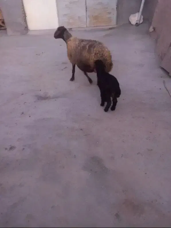 گوسفند با بره ماده|حیوانات مزرعه|سنقر, |دیوار