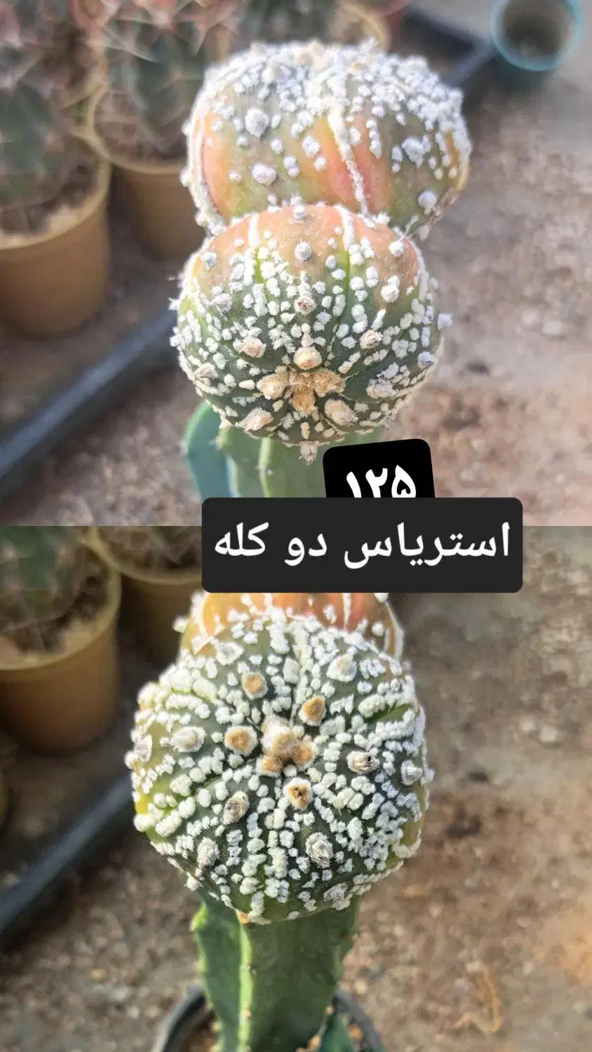 کاکتوس پیوندی|گل و گیاه طبیعی|شاهرود, |دیوار