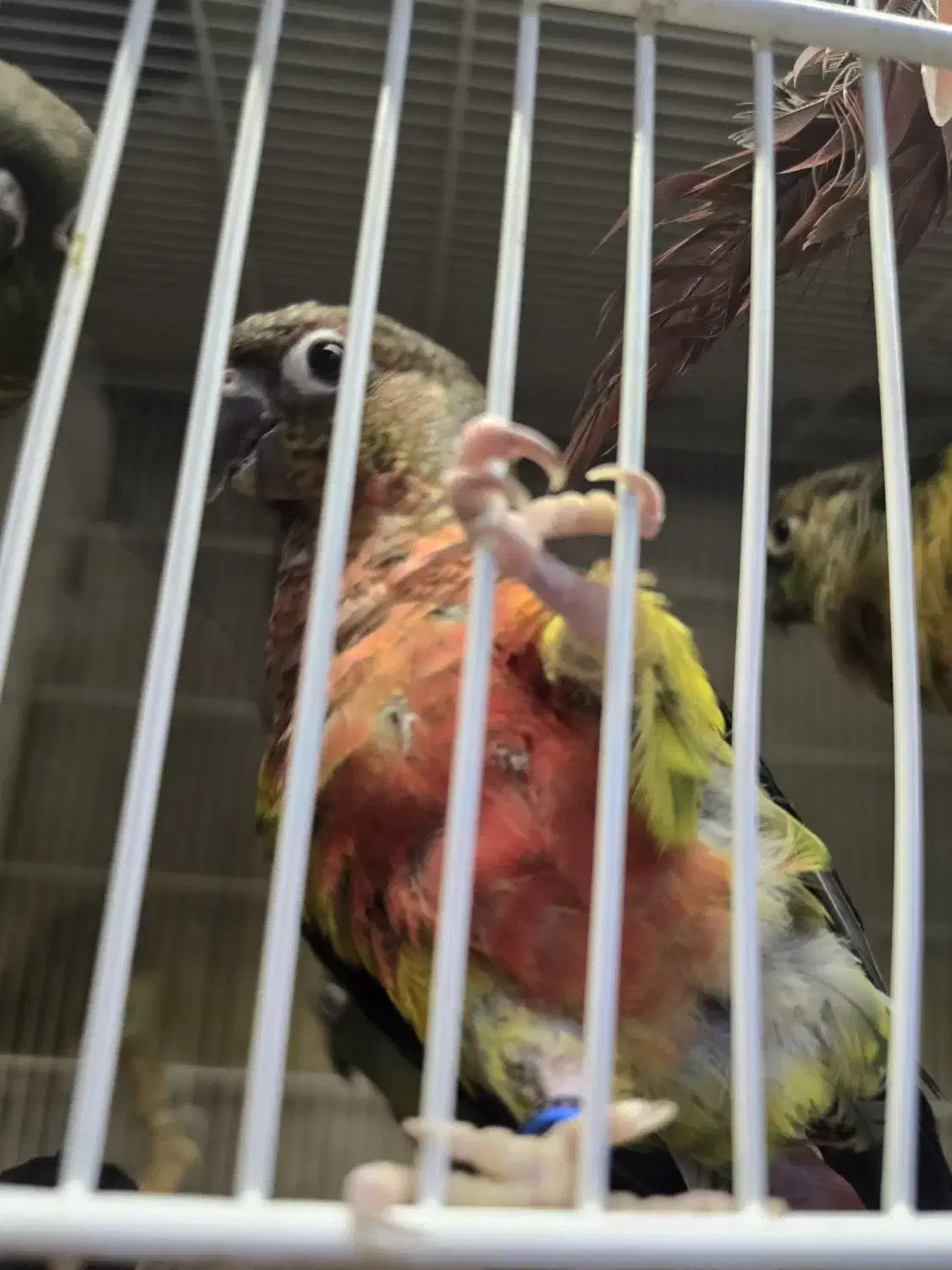 گرینچیک|پرنده|مشهد, ویلاشهر|دیوار