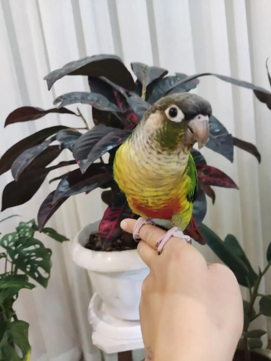 گیرینچیک یلو ساید|پرنده|ری, ولی آباد|دیوار