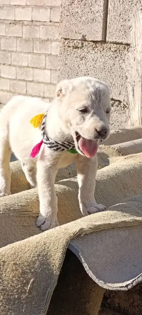 سگ آلابای اصیل|سگ|تهران, پامنار|دیوار