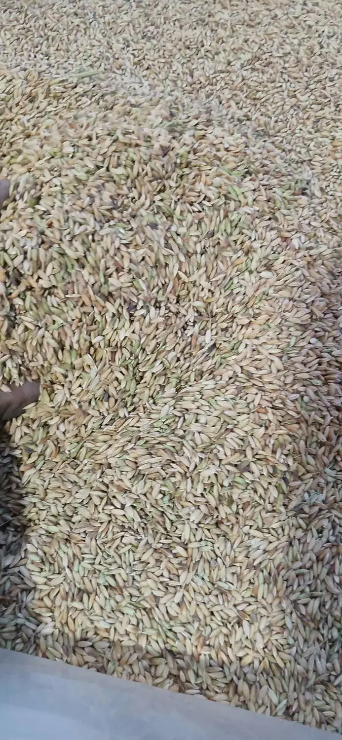 شلتوک خوشک|خوردنی و آشامیدنی|شوش, |دیوار