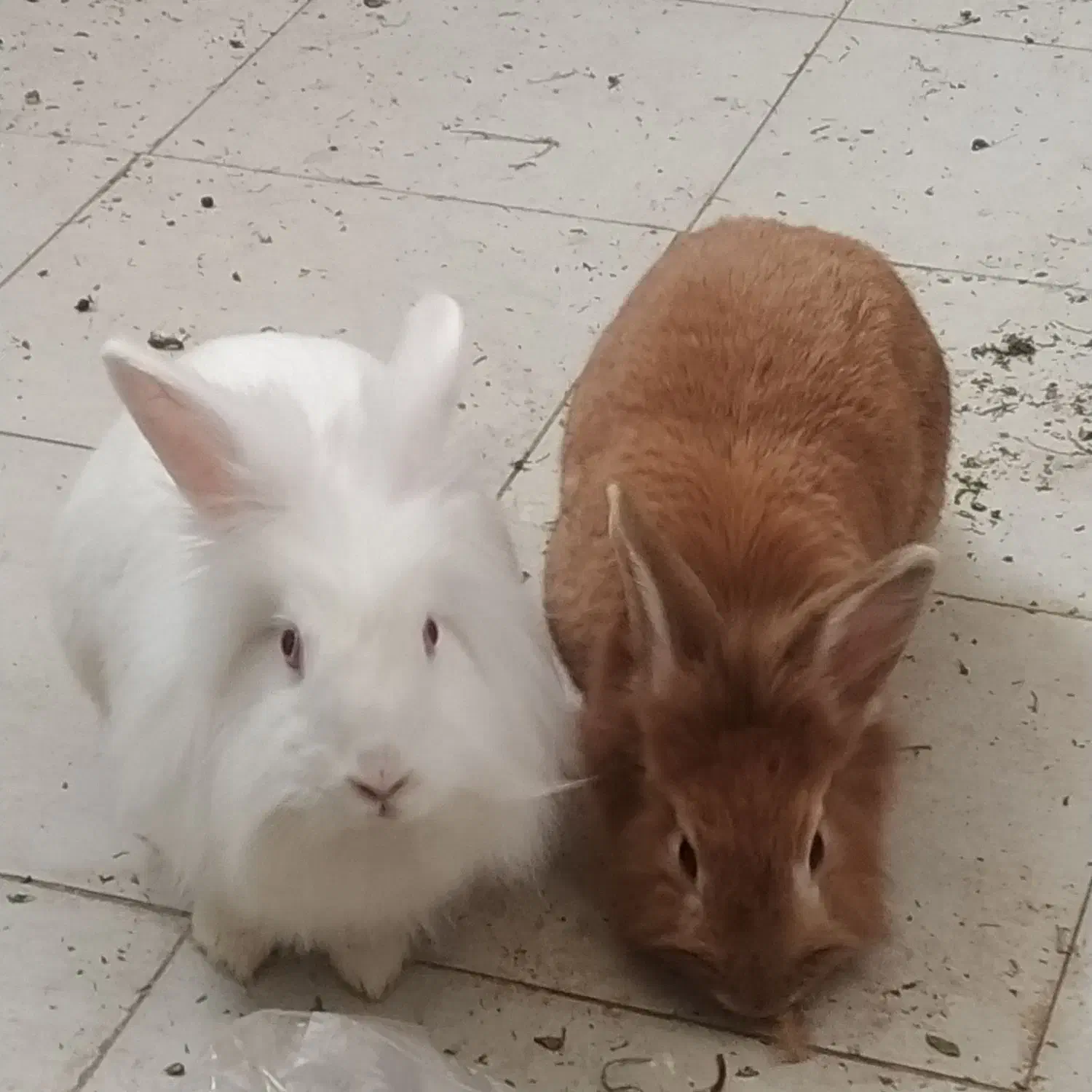 خرگوش|موش و خرگوش|شوشتر, |دیوار