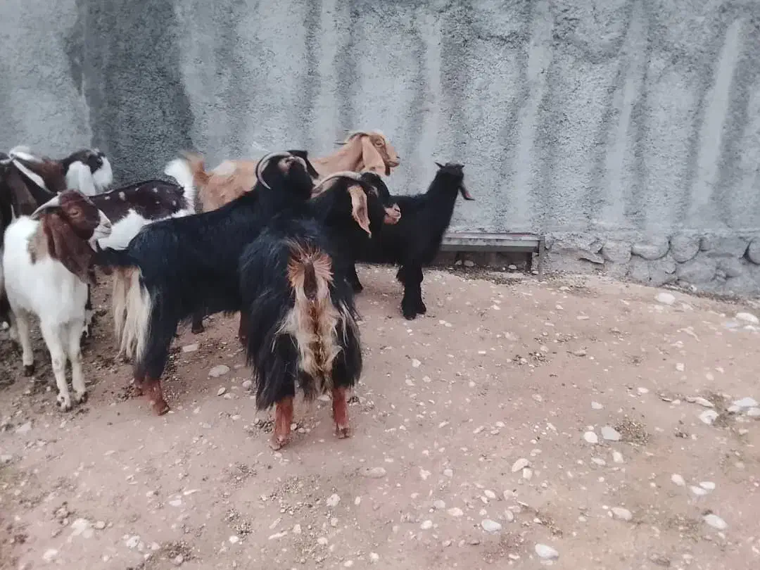 دوبز داشتی مهران|حیوانات مزرعه|مهران (ایلام), |دیوار