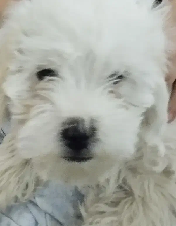 وسایل سگ|لوازم جانبی حیوانات|لنجان, |دیوار