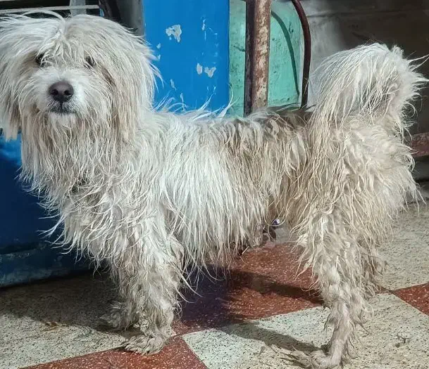 سگ اشپیتز|سگ|اصفهان, عاشق‌آباد|دیوار