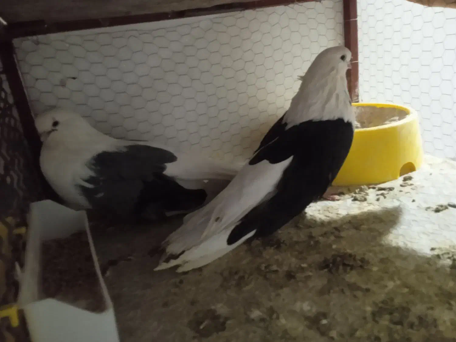 دوکت زینتی معاوضه با پلستیشن|پرنده|میبد, |دیوار