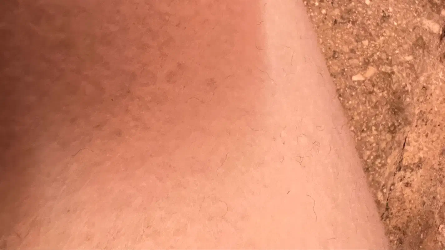 موکت پالاز|موکت|بروجرد, |دیوار