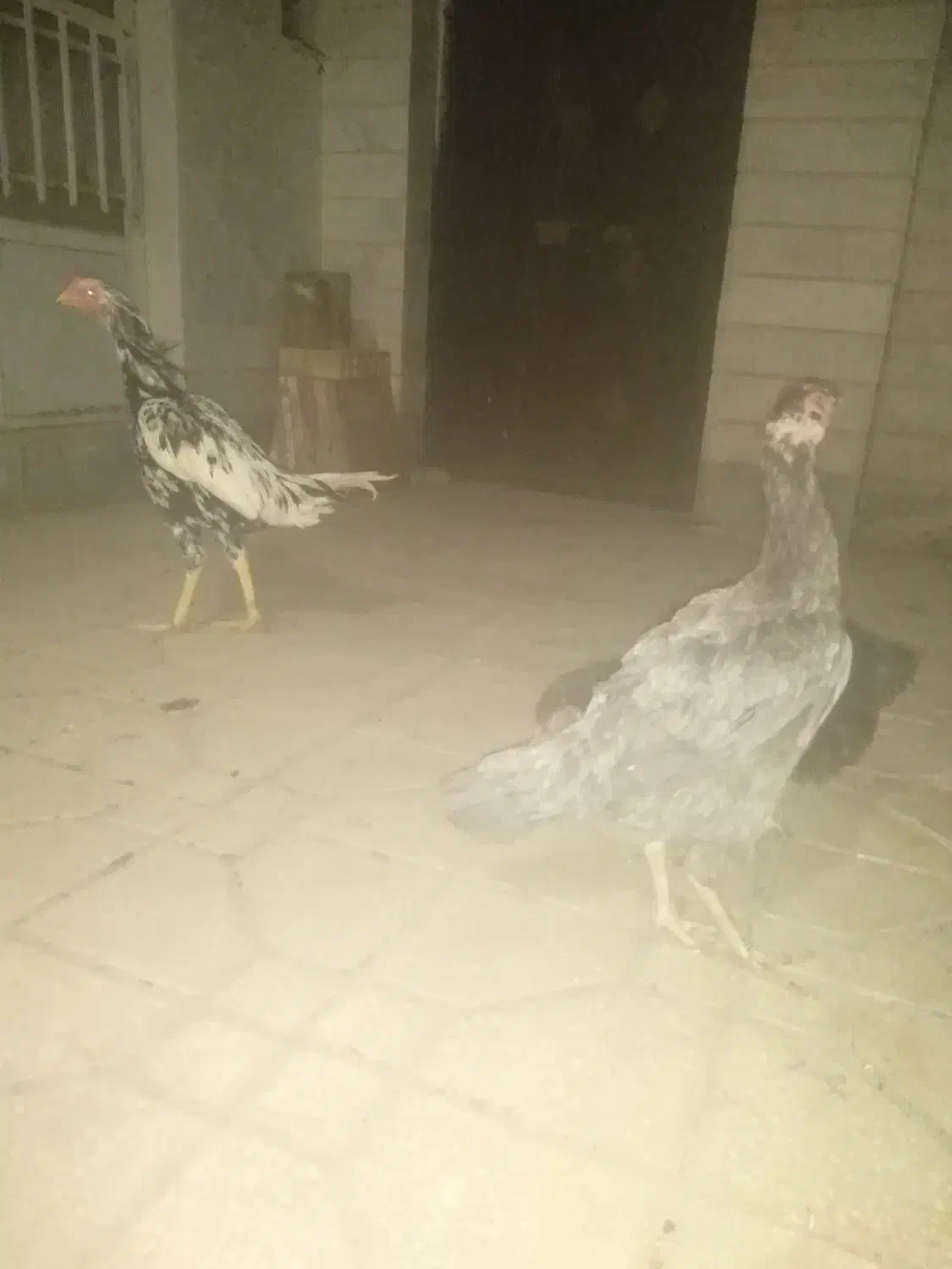 مرغ لاری طوسی وسیاه|حیوانات مزرعه|مهدی شهر, |دیوار