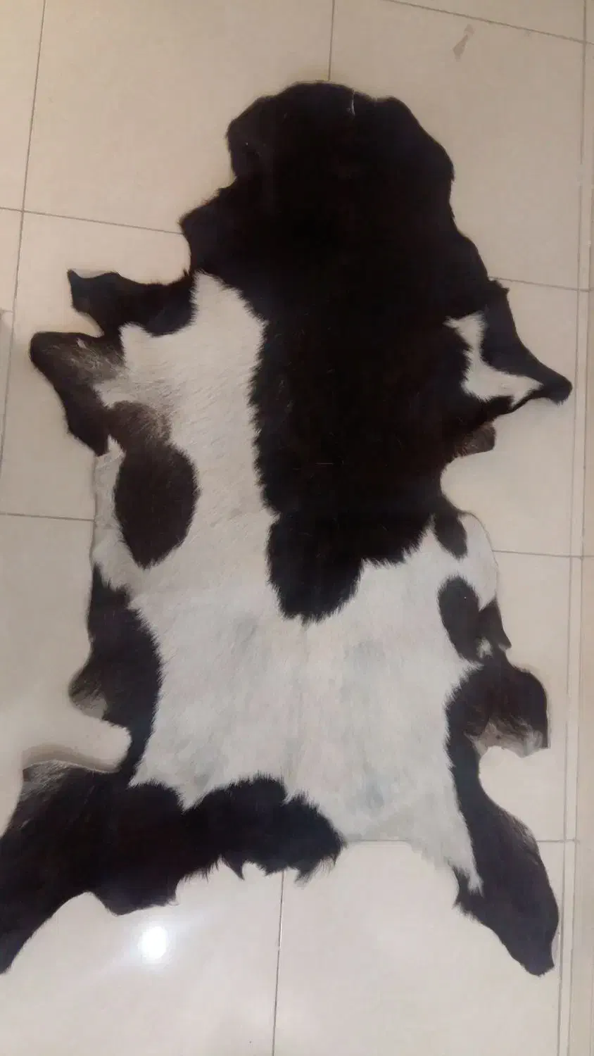 پوست طبیعی|لوازم جانبی حیوانات|ری, دولتآباد|دیوار