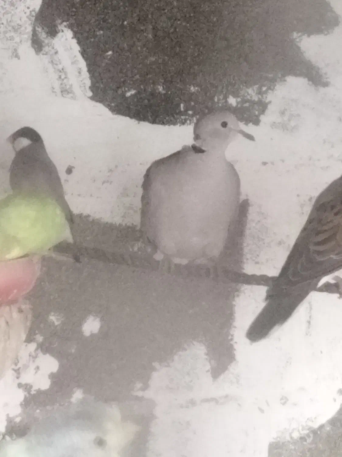 کبوتر زینتی|پرنده|بندر دیر, |دیوار