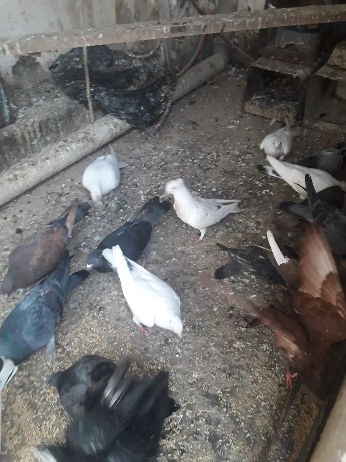 کبوتر|پرنده|قم, هفت تیر|دیوار