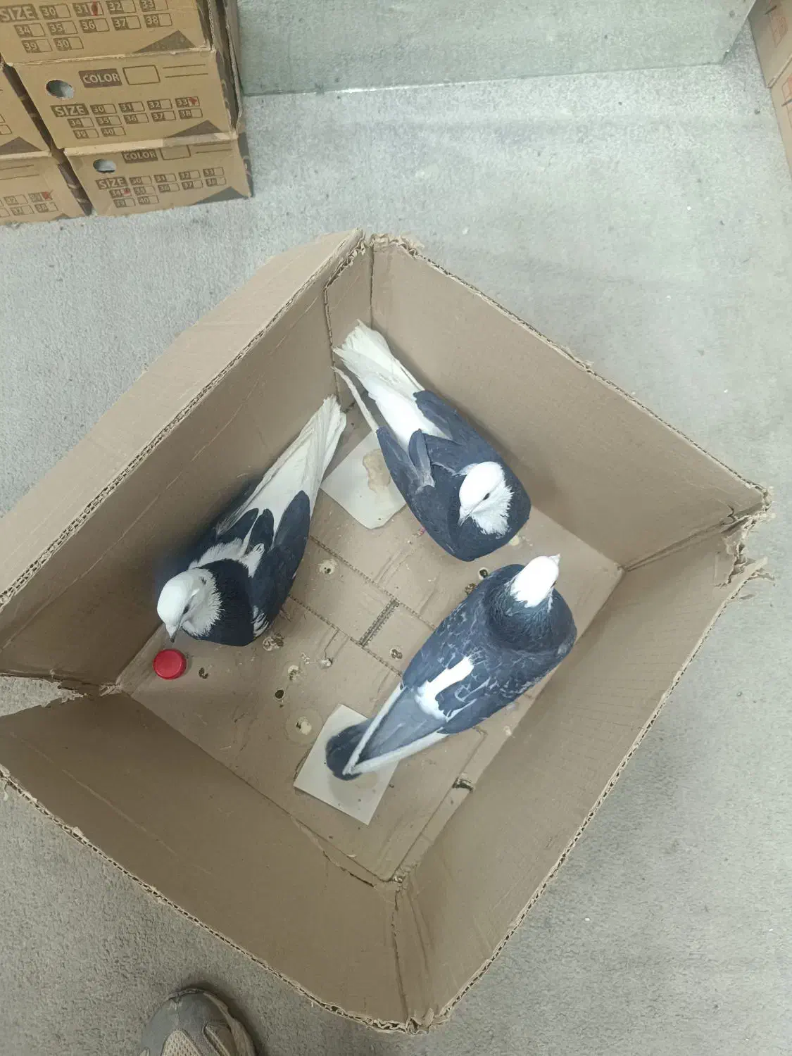 ۶ عدد کبوتر به قیمت مناسب|پرنده|ارومیه, |دیوار