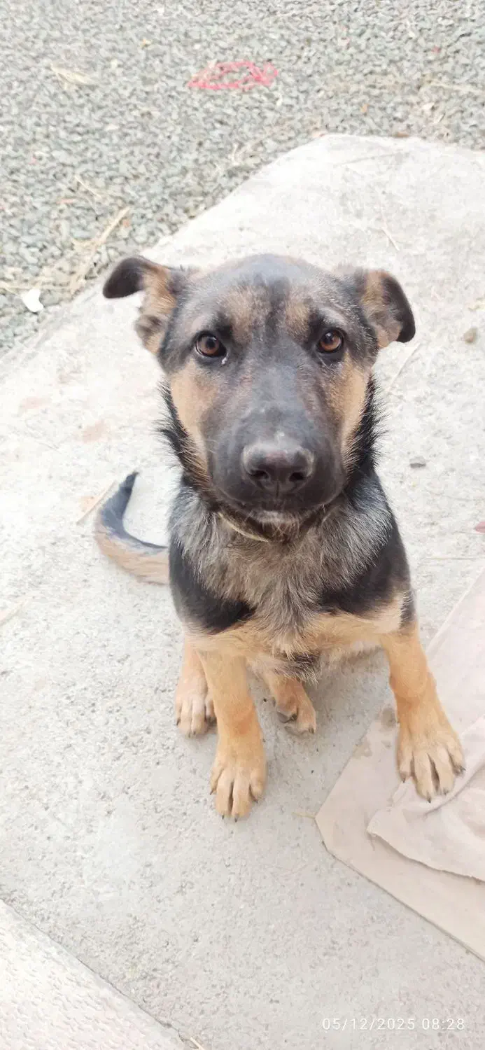 توله ژرمن سه ماهه ماده شناسنامه دار|سگ|کرمانشاه, |دیوار