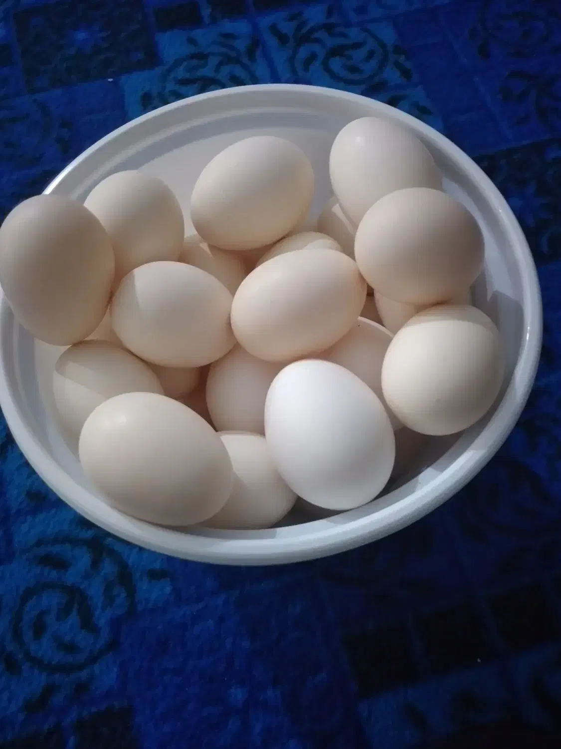 تخم مرغ محلی|خوردنی و آشامیدنی|ایذه, |دیوار