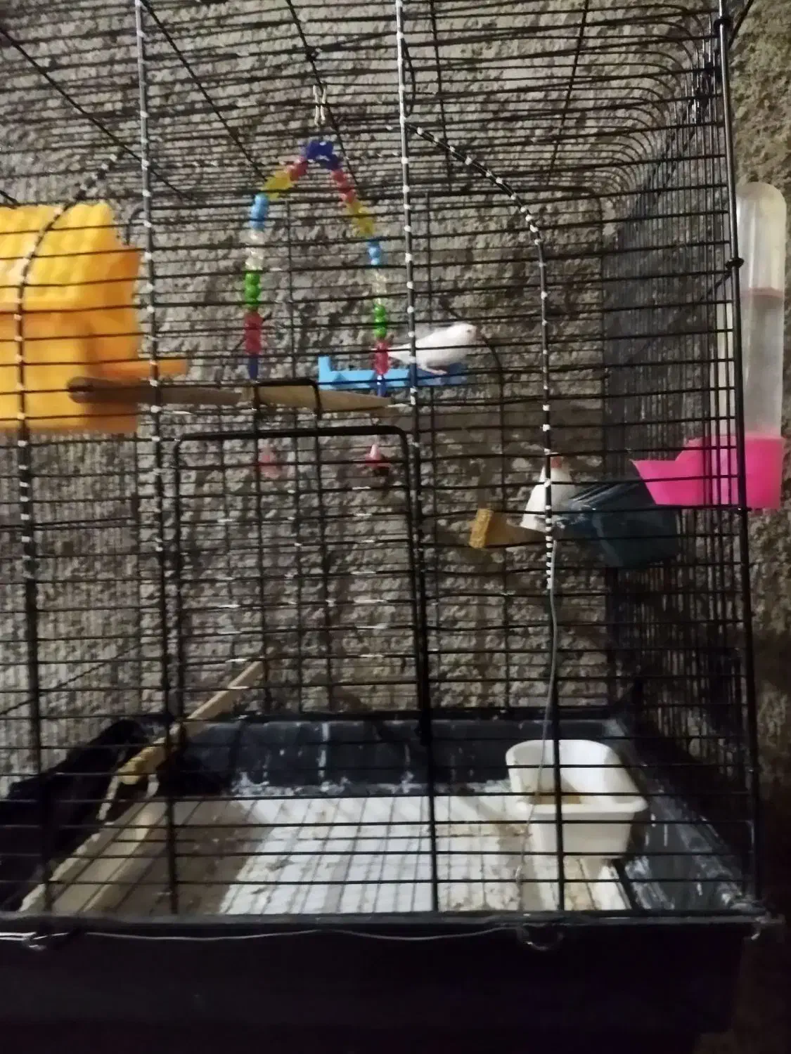 فنج|پرنده|مریوان, |دیوار