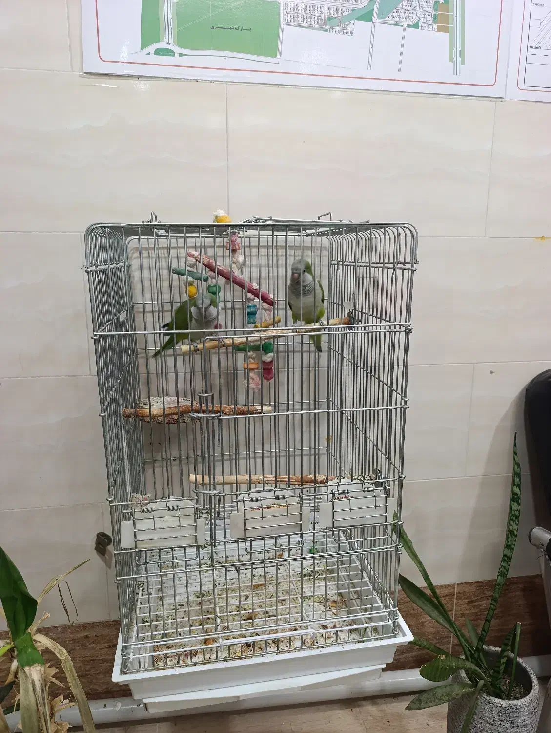 پرنده راهب|پرنده|اشتهارد, |دیوار