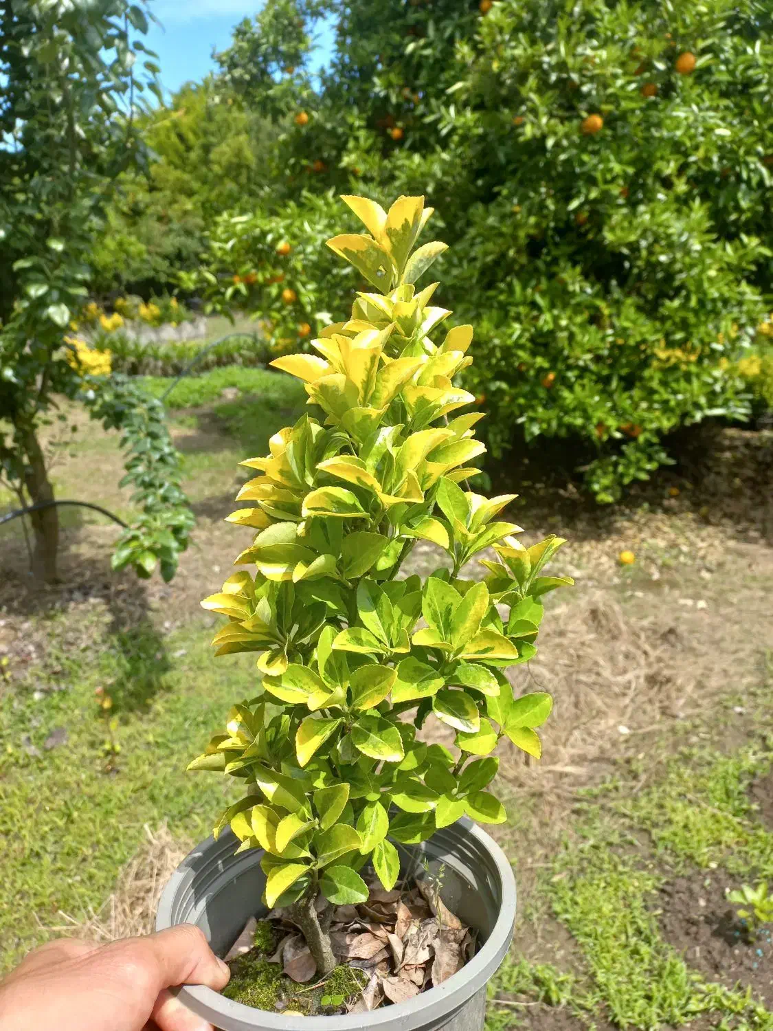 فروش شمشاد طلایی یوکا وشمشاد سبز برگ ریز|گل و گیاه طبیعی|نشتارود, |دیوار