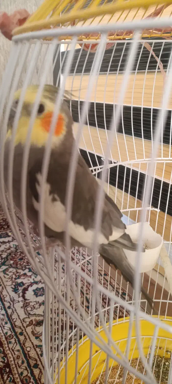 عروس هلندی|پرنده|بختگان, |دیوار