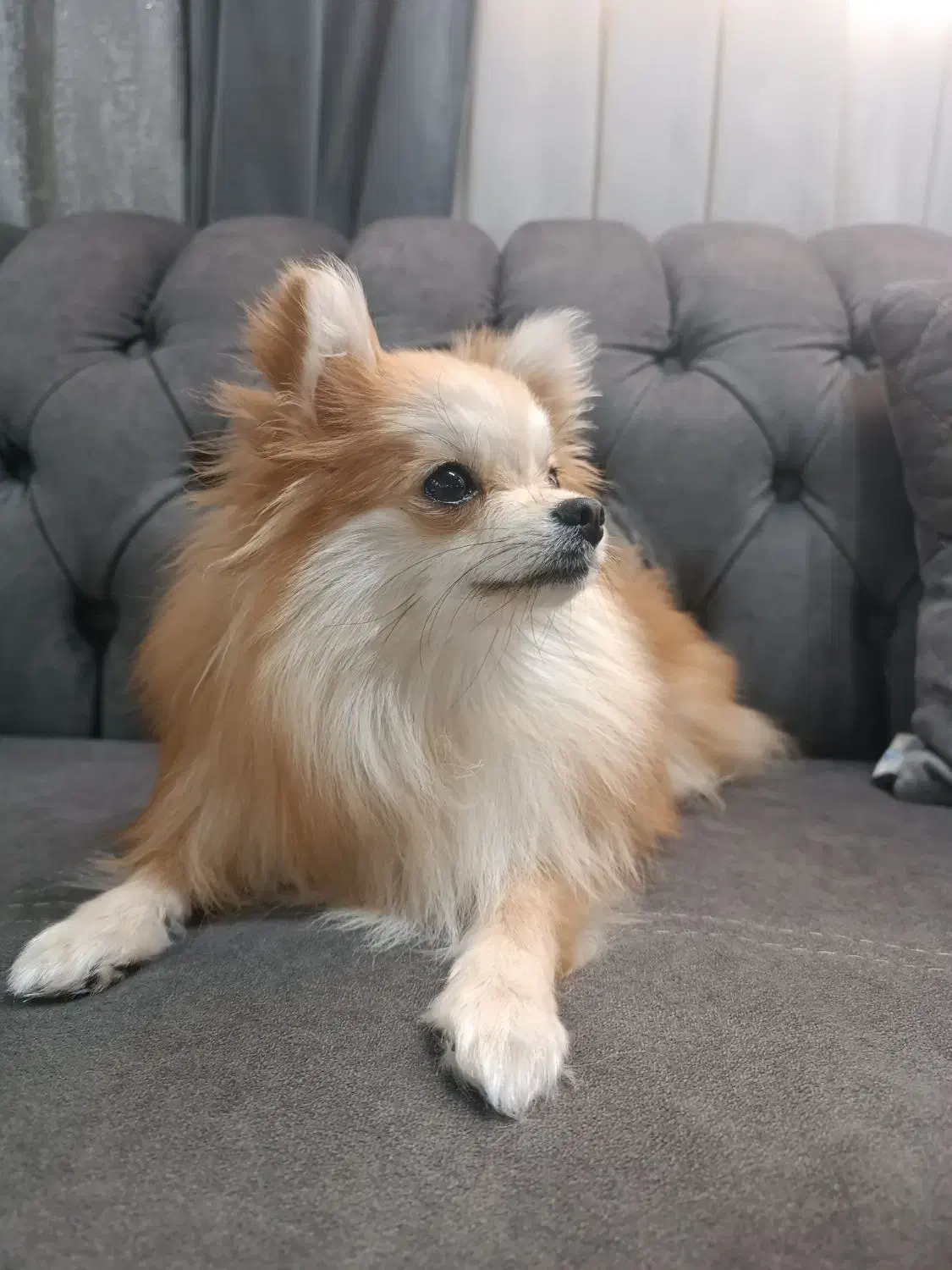 سگ پامرانین|سگ|خاوران, |دیوار