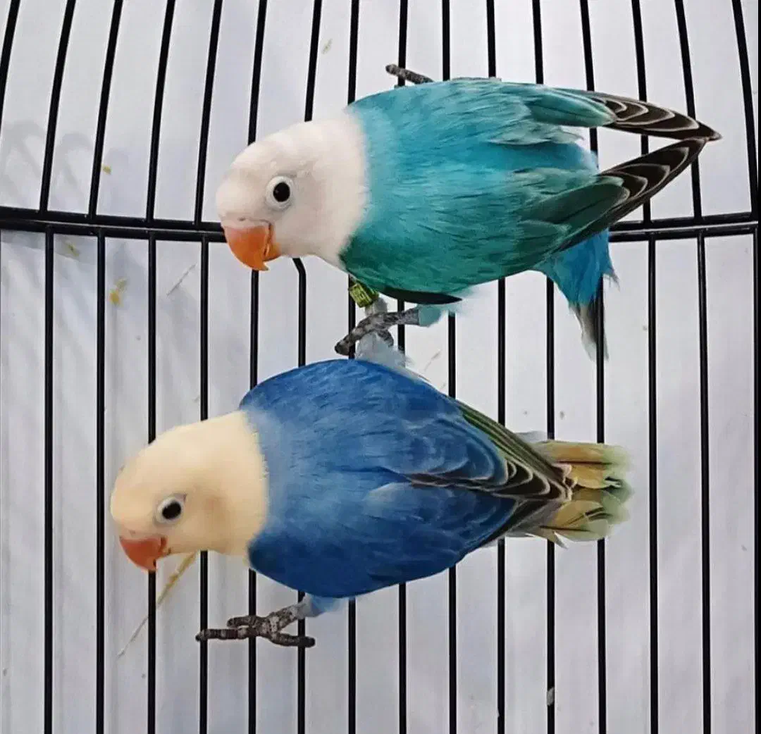 لانه پرورش طوطی کوتوله عروس گرینچیک قناری مرغ عشق|پرنده|تهران, نیروی هوایی (پیروزی)|دیوار